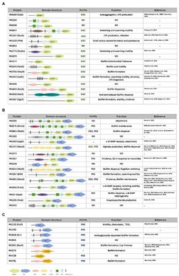 Phenotypic and integrated analysis of a comprehensive Pseudomonas aeruginosa PAO1 library of mutants lacking cyclic-di-GMP-related genes